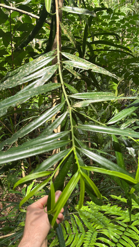 Northern brown pine (Podocarpus grayae)