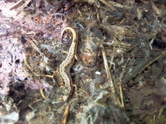 Desmognathus wrighti