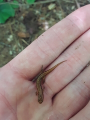 Desmognathus wrighti