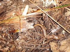 Desmognathus wrighti