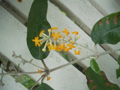 Buddleja madagascariensis