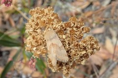 Heliothis