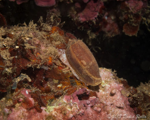 Conus obscurus observed 2013-09-21
