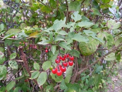 Solanum dulcamara