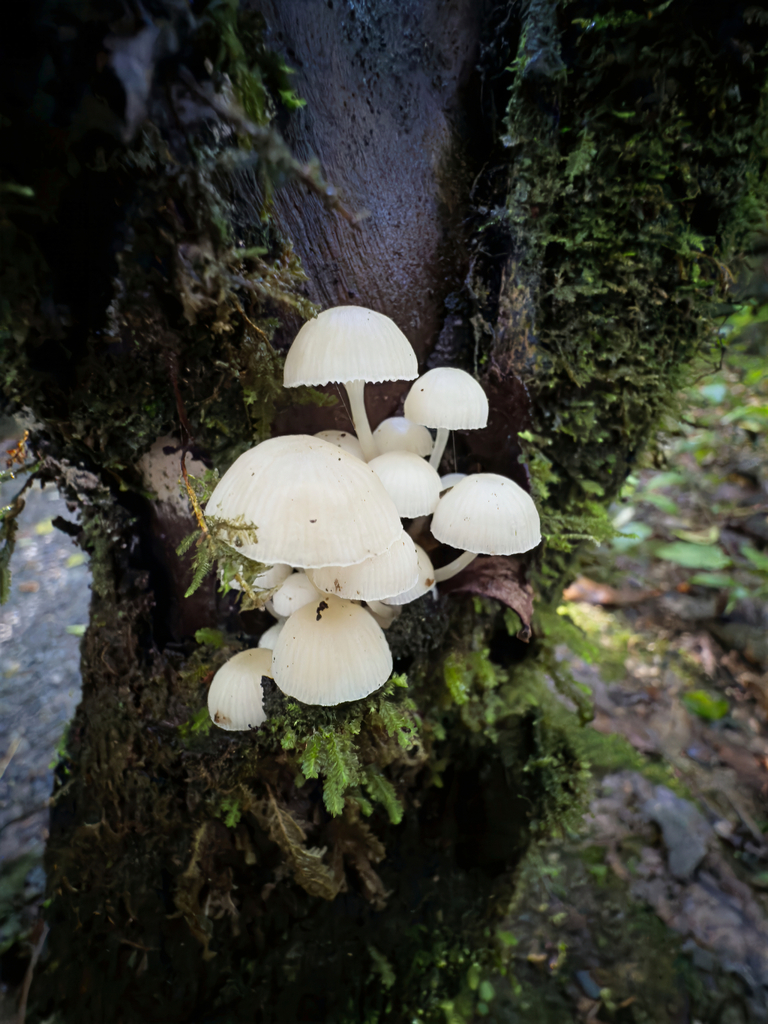 Roridomyces austrororidus · May 2025 · photo: © jeremy_rolfe (iNaturalist, cc-by)
