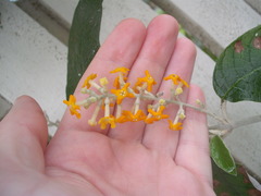 Buddleja madagascariensis