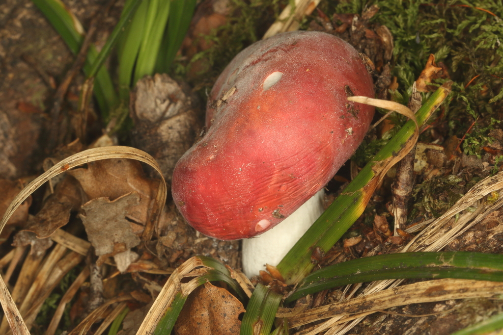 Russula kermesina · February 2025 · photo: © jacobl (iNaturalist, cc-by-nc-sa)