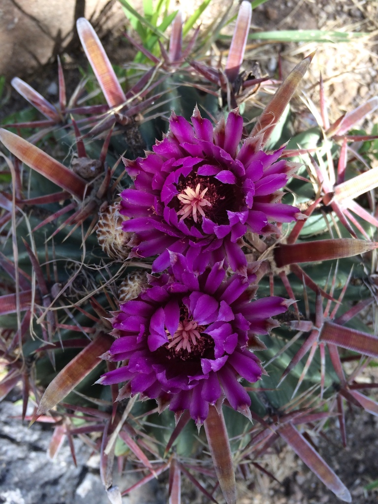 Devil's Tongue Barrel Cactus from Santiago de Querétaro, QRO, MX on ...