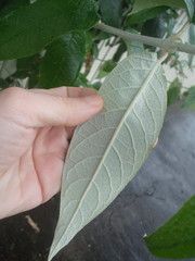 Buddleja madagascariensis