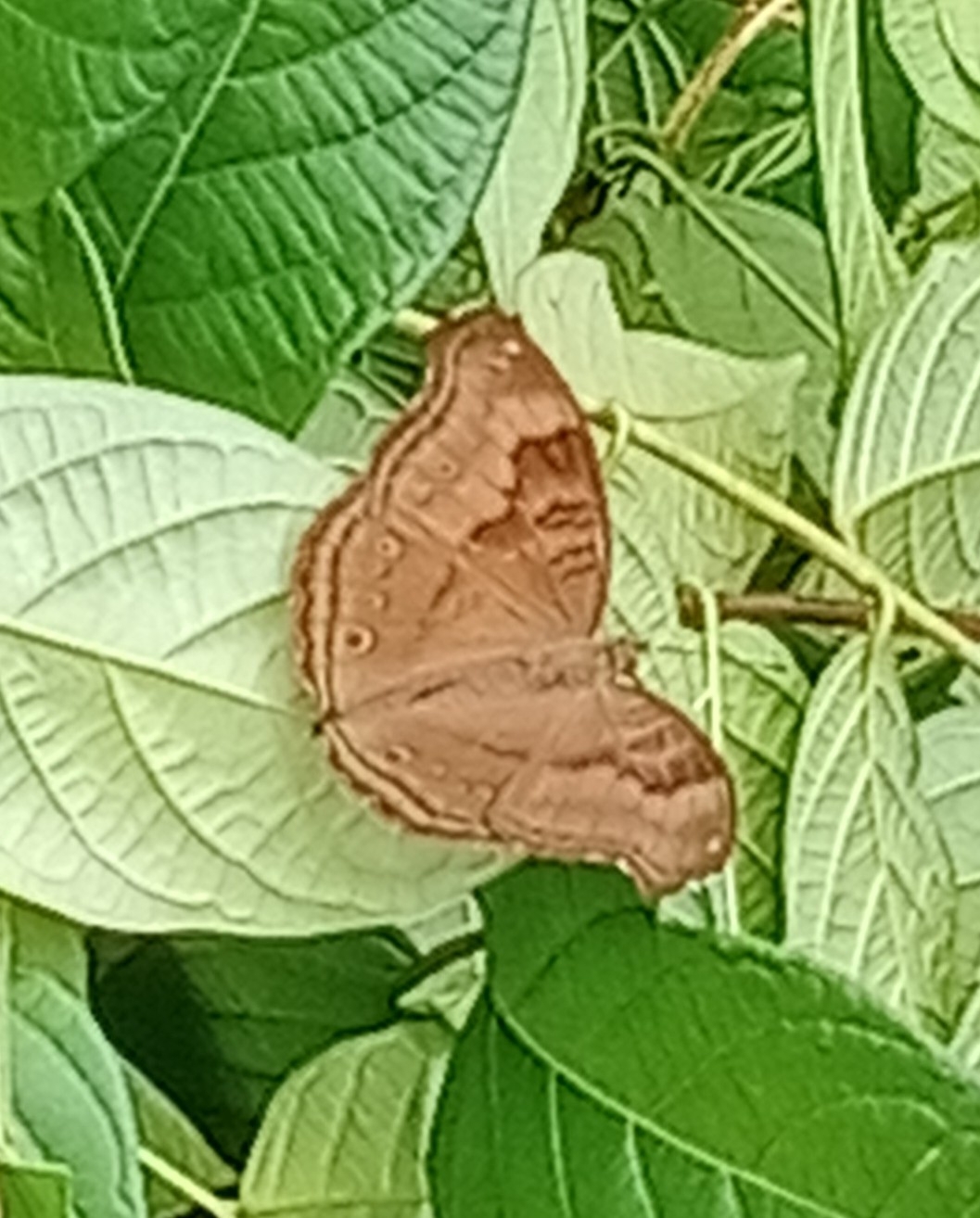 Chocolate Pansy