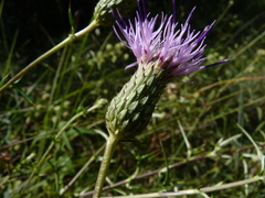 Cirsium virginianum