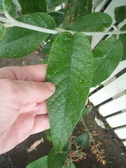 Buddleja madagascariensis