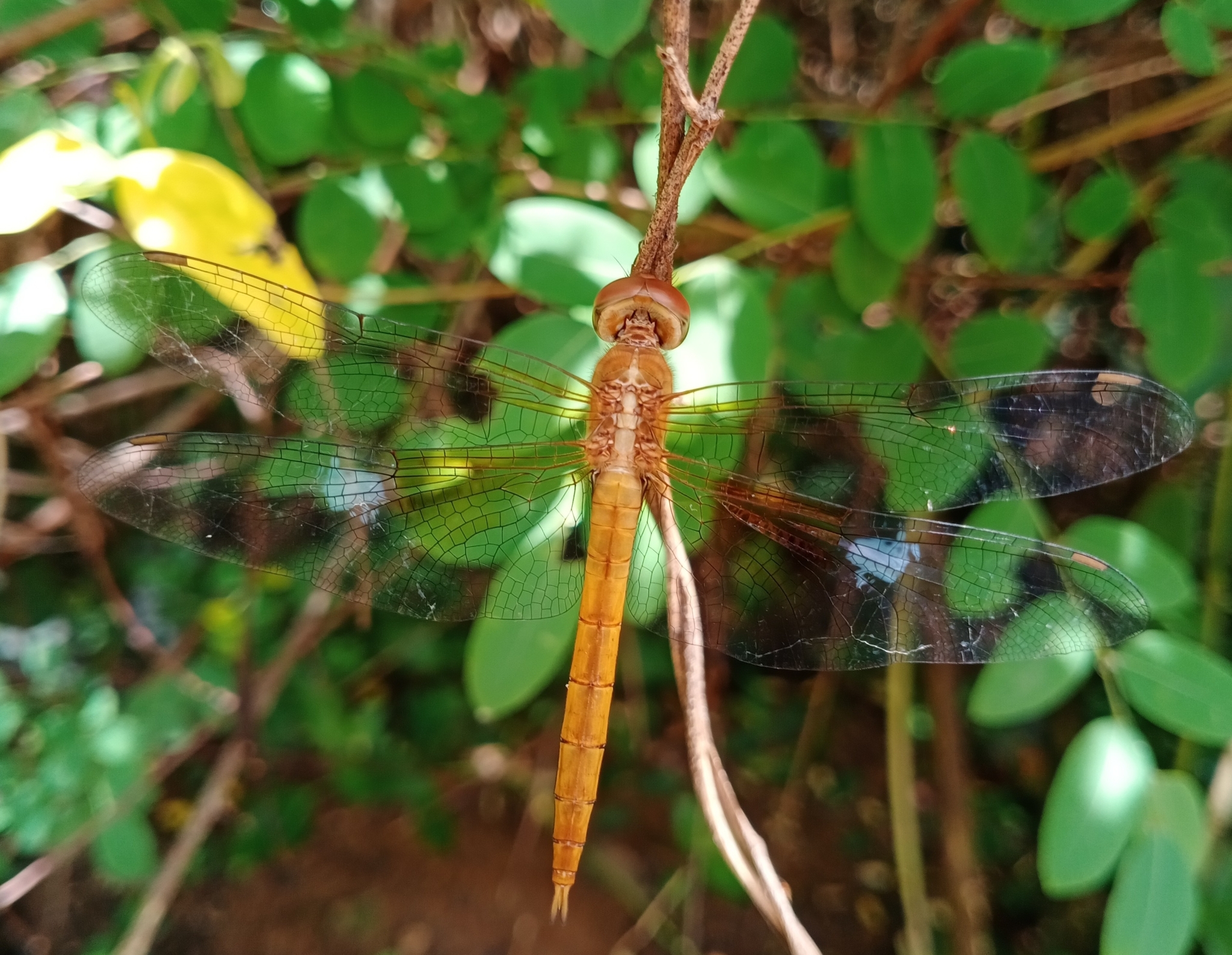 Coral-Tailed Cloudwing