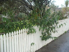 Buddleja madagascariensis