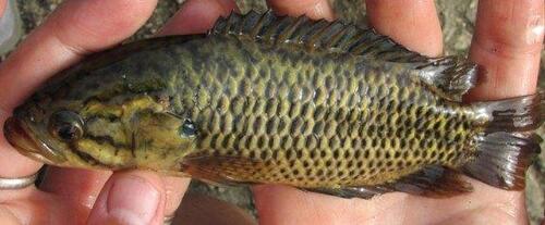 Cape kurper (Sandelia capensis) — Anabantidae — 3