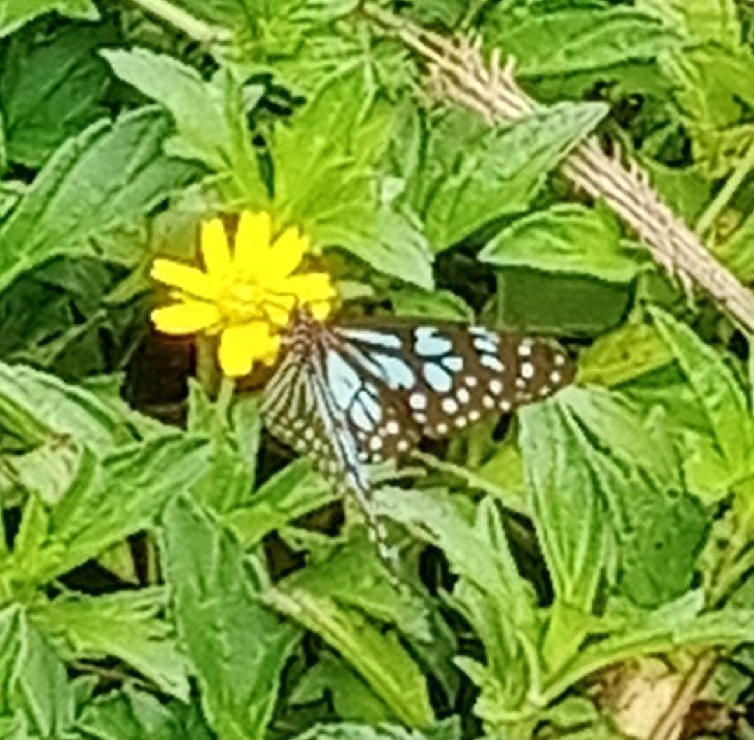 Blue Tiger