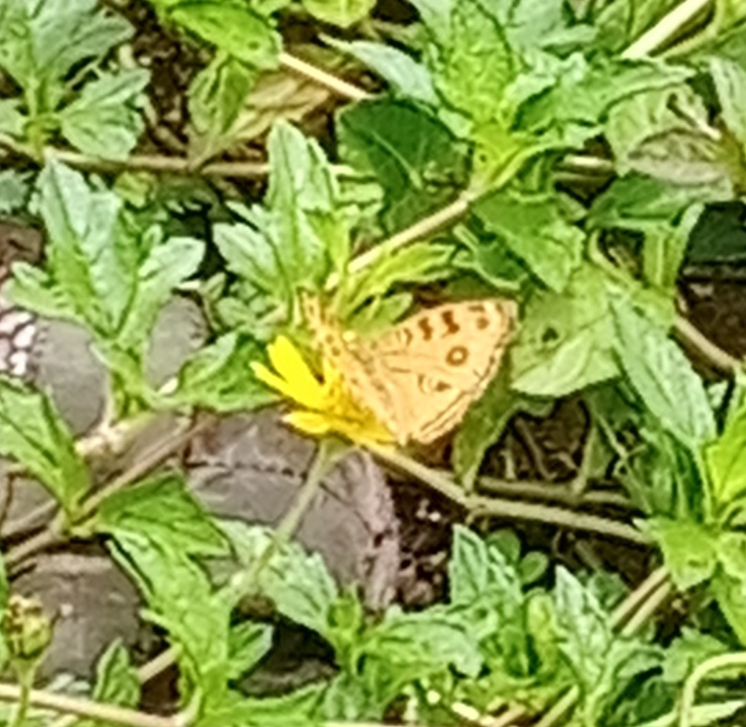 Peacock Pansy
