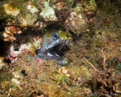 Gymnothorax rueppelliae