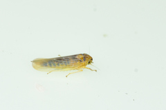 Dalbulus elimatus