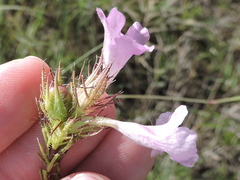 Agalinis densiflora