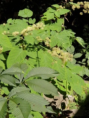 Aralia cordata