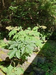 Aralia cordata