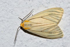 Spilosoma pelopea