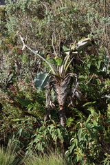 Strelitzia caudata, photograph (c) Tony Rebelo, some rights reserved (CC BY-SA)