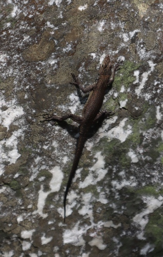 Chimanimani Flat Lizard, Platysaurus ocellatus