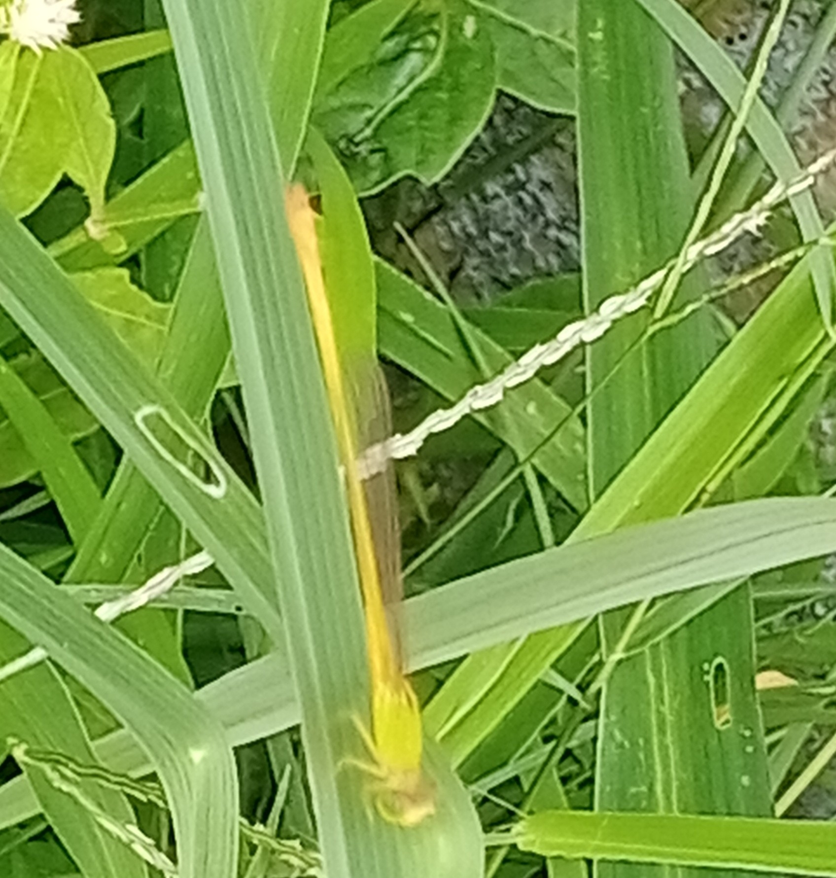 Coromandel Marsh Dart