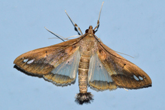 Diaphania fumosalis