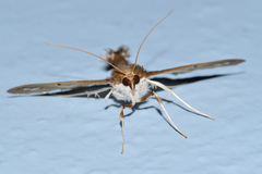 Diaphania fumosalis