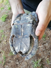 Kinosternon durangoense