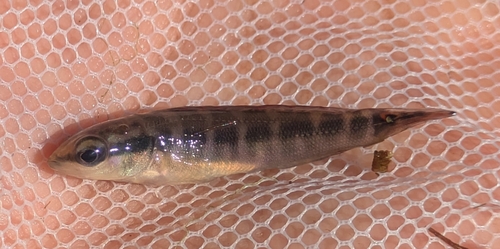 Halfbanded pike cichlid (Crenicichla semifasciata) — Cichlidae — 2
