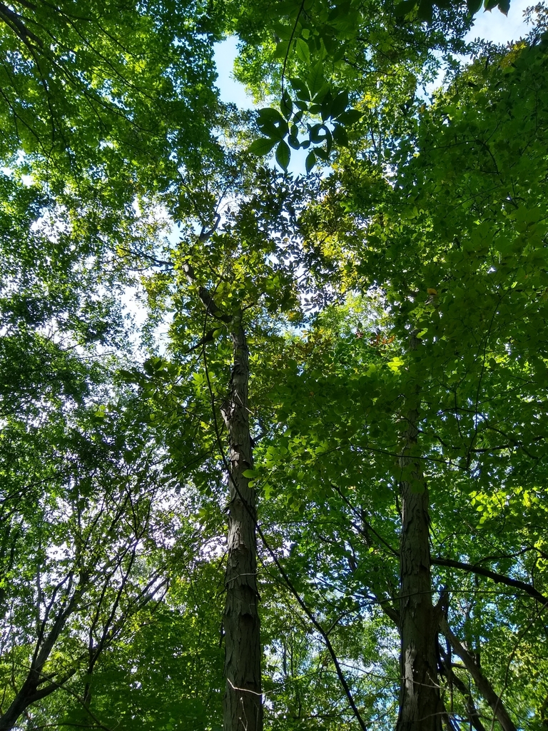 shagbark hickory from Cohotate Preserve on September 7, 2019 at 0239
