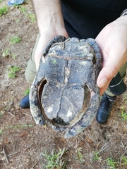 Kinosternon durangoense