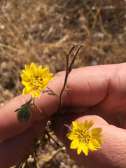 Hemizonia congesta lutescens