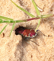 Cicindela formosa