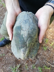 Kinosternon durangoense