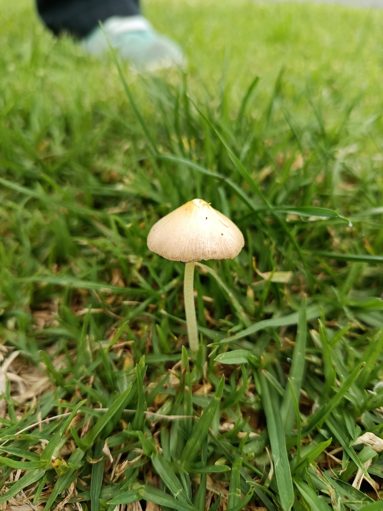 Conocybe apala · May 2025 · photo: © pinkiellie (iNaturalist, cc0)