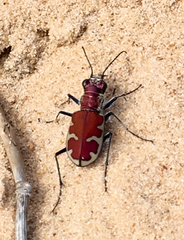 Cicindela formosa