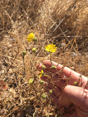 Hemizonia congesta lutescens