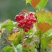 Guelder-Rose - Photo (c) Mike Leveille, some rights reserved (CC BY-NC), uploaded by Mike Leveille