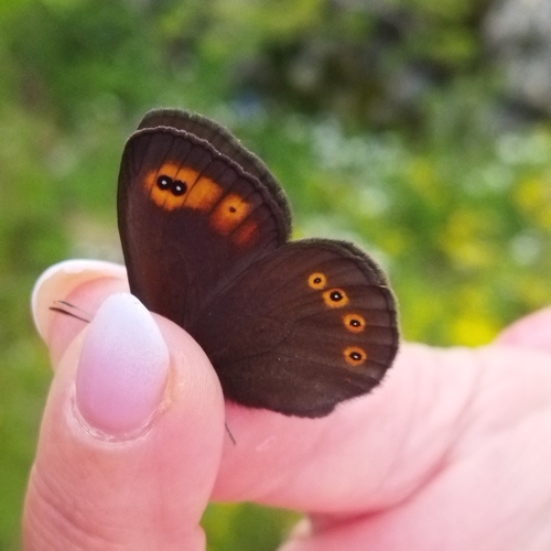 Woodland Ringlet, Sliven municipality, Bulgaria, photo 9 of 10