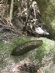 Athoracophorus papillatus