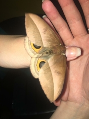 Automeris umbrosa