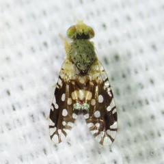 Euaresta bellula