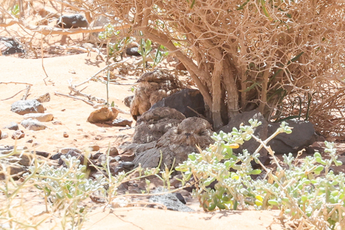 Egyptian Nightjar (Caprimulgus aegyptius), photo 6
