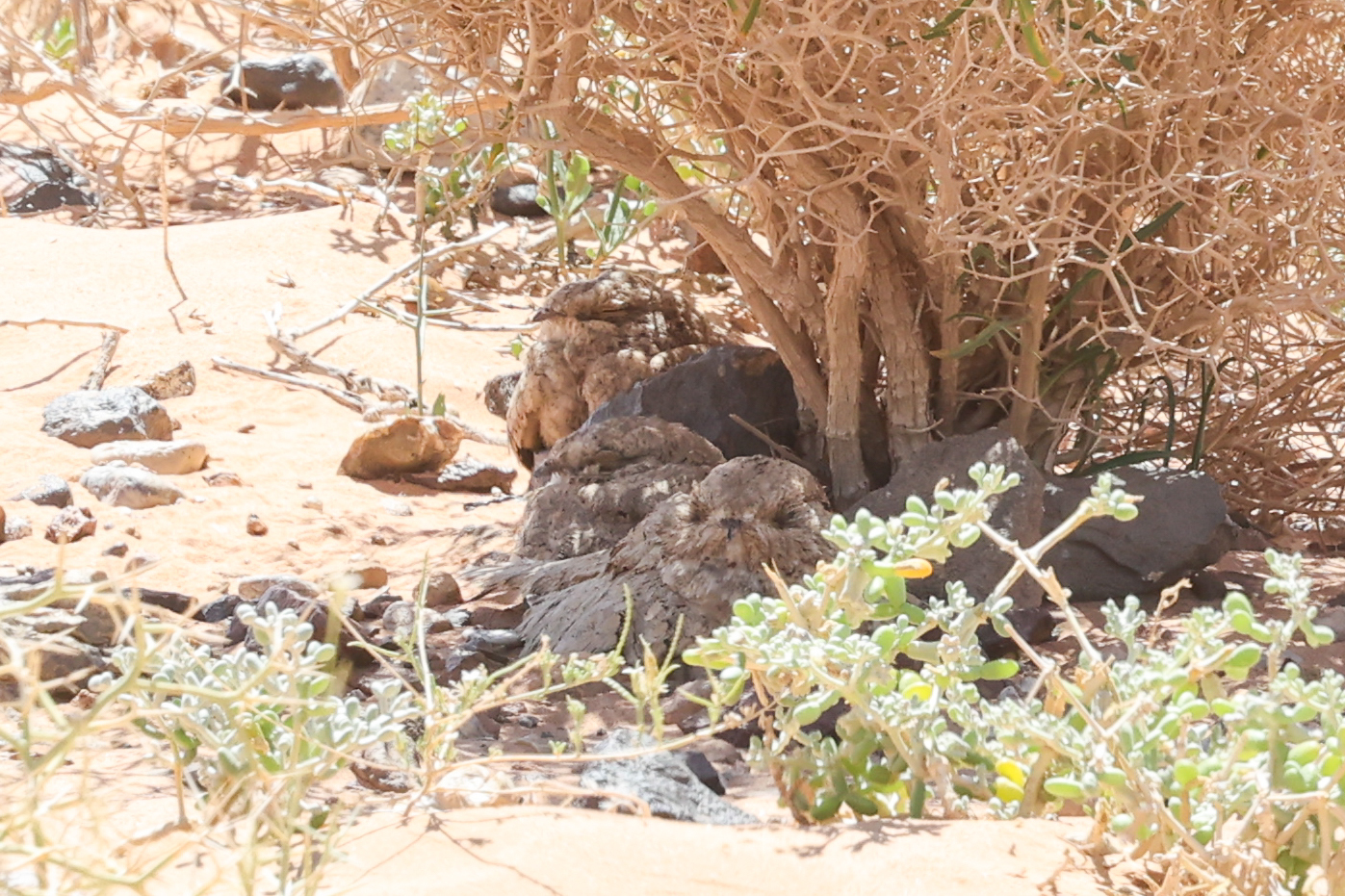 Egyptian Nightjar (Caprimulgus aegyptius), photo 6