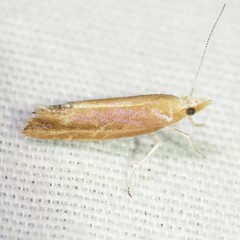 Ypsolopha